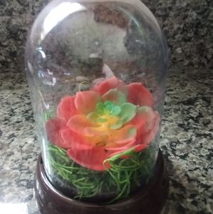Succulent Terrarium